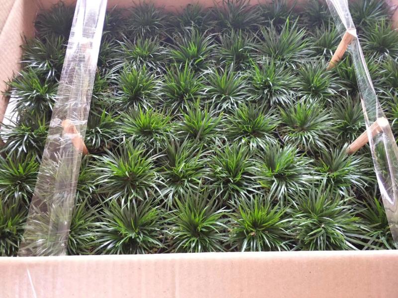 菖蒲金钱菖蒲手过留香8公分盆原盆批发好质量欢迎下单咨询