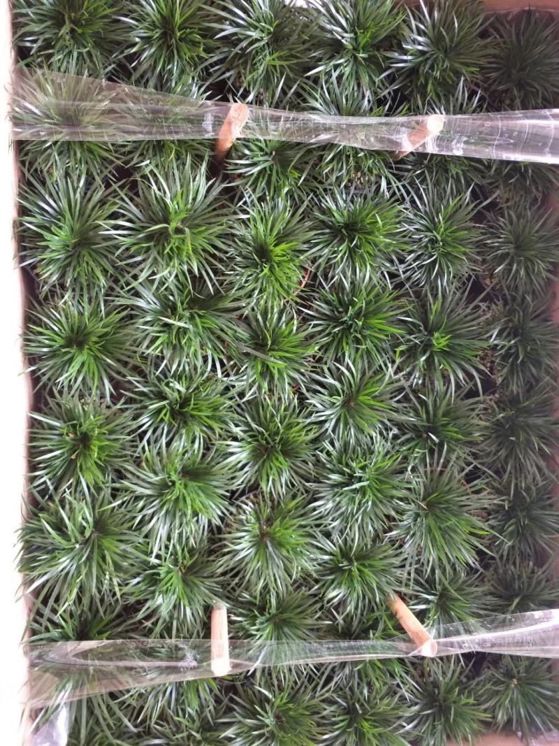 菖蒲金钱菖蒲手过留香8公分盆原盆批发好质量欢迎下单咨询