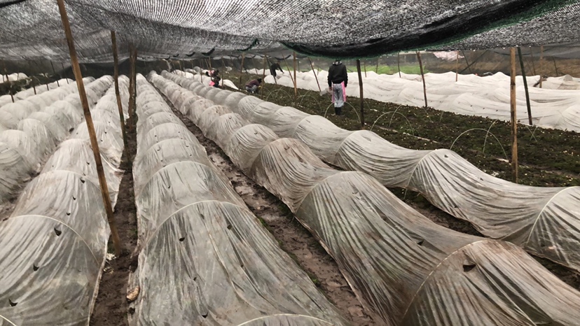 农业技术人员处理疑似假羊肚菌现场