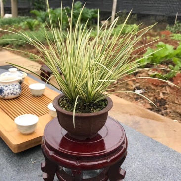 菖蒲金凤凰手过留香文人墨客喜爱盆栽基地批发直销