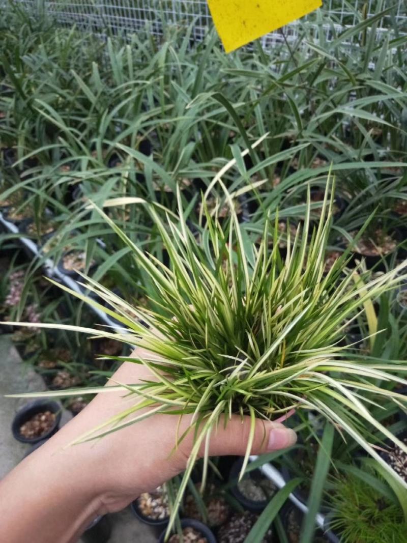 菖蒲金凤凰手过留香文人墨客喜爱盆栽基地批发直销