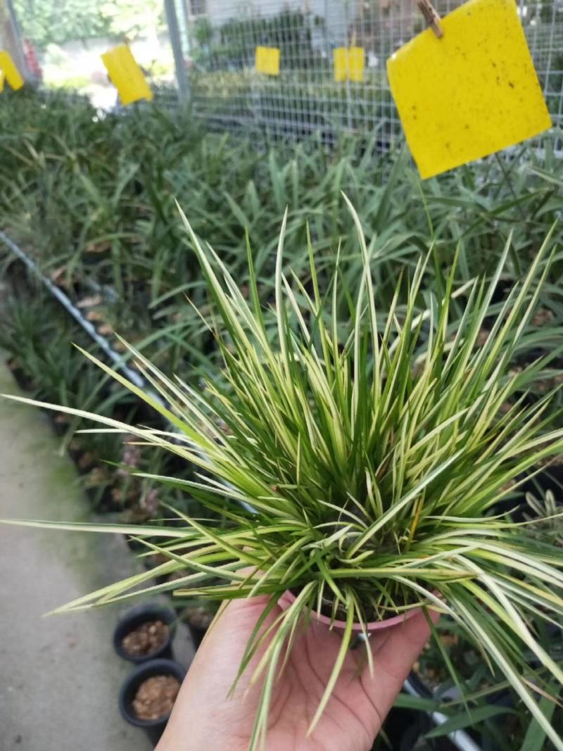 菖蒲金凤凰手过留香文人墨客喜爱盆栽基地批发直销