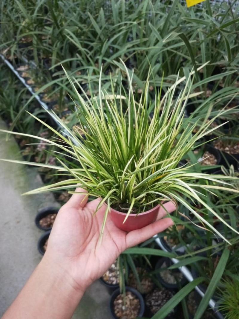 菖蒲金凤凰手过留香文人墨客喜爱盆栽基地批发直销