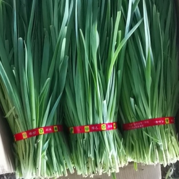 精品二刀韭菜大量上市还有响水石板大米包你好吃不贵