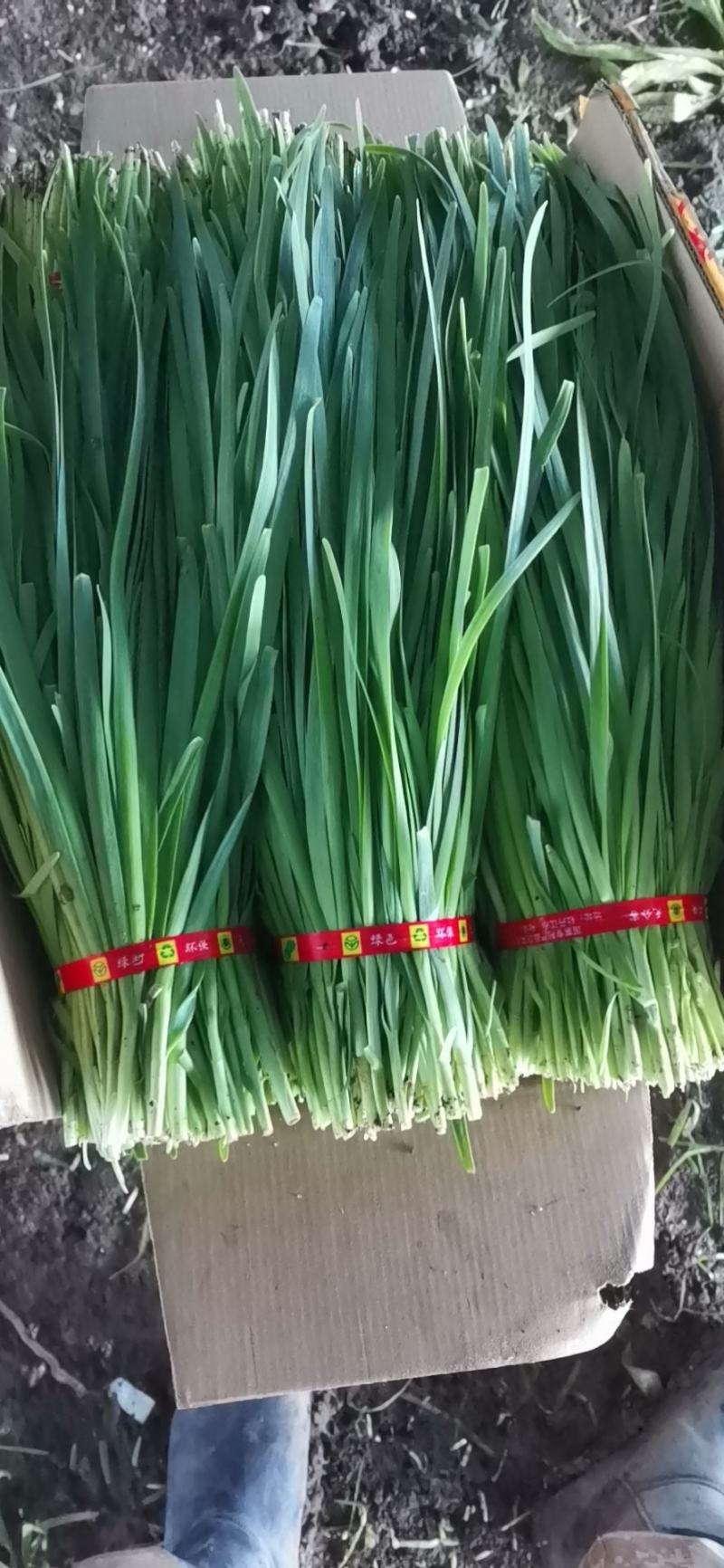 精品二刀韭菜大量上市还有响水石板大米包你好吃不贵