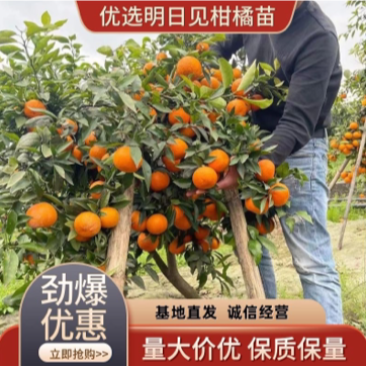 【推荐】新品种明日见柑橘苗黄美人柑橘苗爱媛38柑橘苗