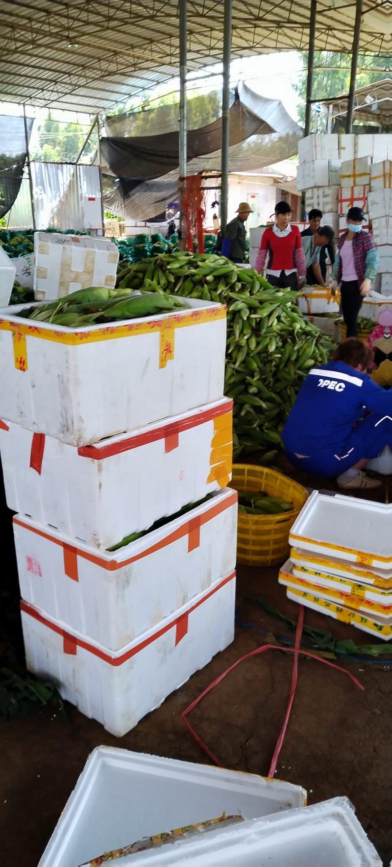 徐闻县玉米大量上市金银玉米水果玉米，市场货电商货都有