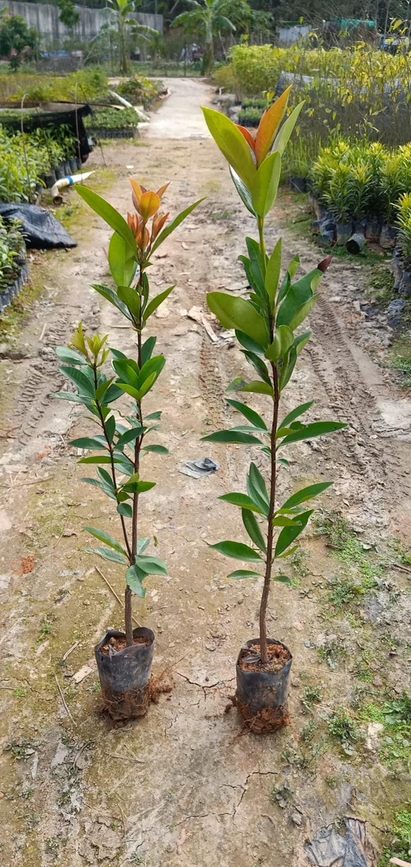 巴西樱桃木树苗适合庭院别墅院子庭院种植树苗水果苗