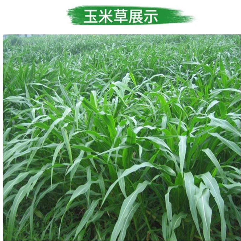 玉米草种子，新种高产