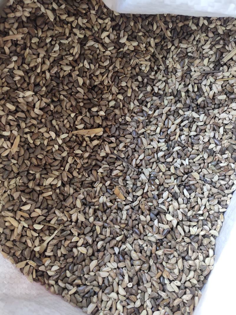 玉米草种子，新种高产