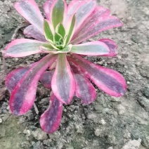 多肉植物