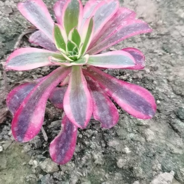 多肉植物
