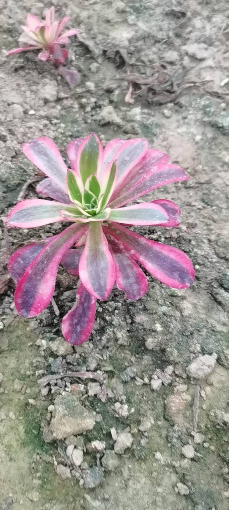 多肉植物