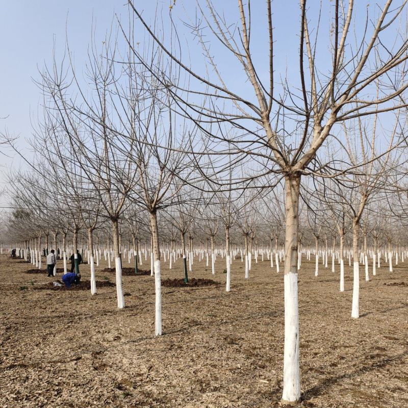 【金叶枫】12-18公分精品金叶复叶槭量大处理山东基地