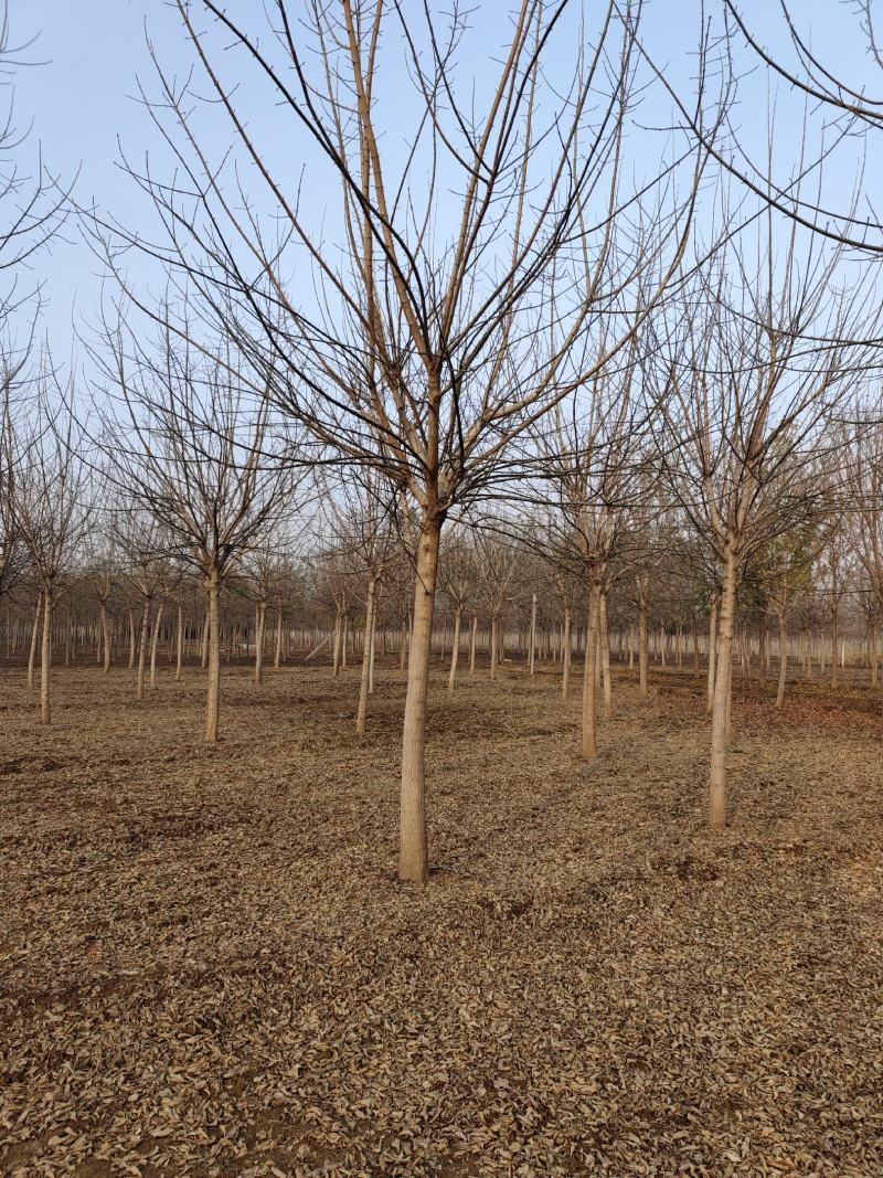 【金叶枫】12-18公分精品金叶复叶槭量大处理山东基地