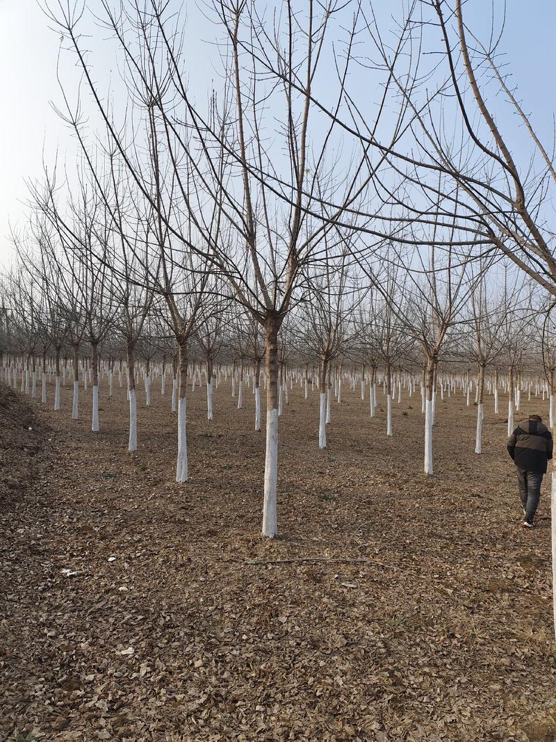 12-18公分精品金叶复叶槭量大处理，山东基地1000亩