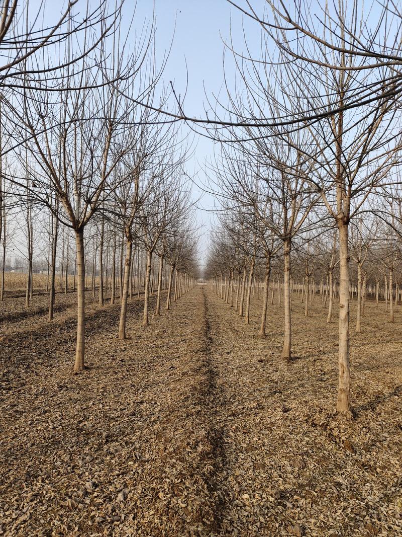 12-18公分精品金叶复叶槭量大处理，山东基地1000亩