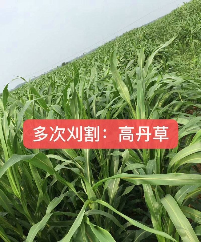 高丹草种子，高产幕办，再生能力强
