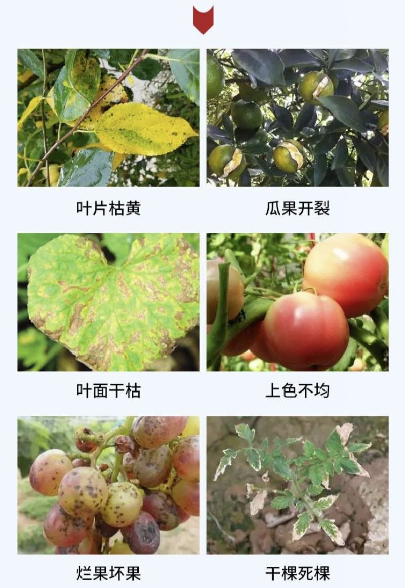 膨果黄金钾甲壳素黄腐酸大量微量元素冲施肥膨果上色生根壮苗