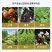 膨果黄金钾甲壳素黄腐酸大量微量元素冲施肥膨果上色生根壮苗