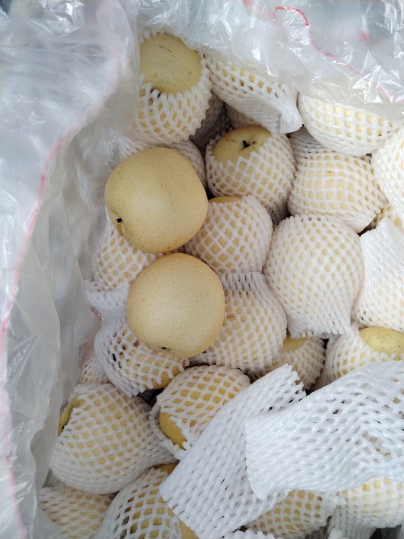 皇冠梨大量上市产地直供价格便宜，冷库货，欢迎光临