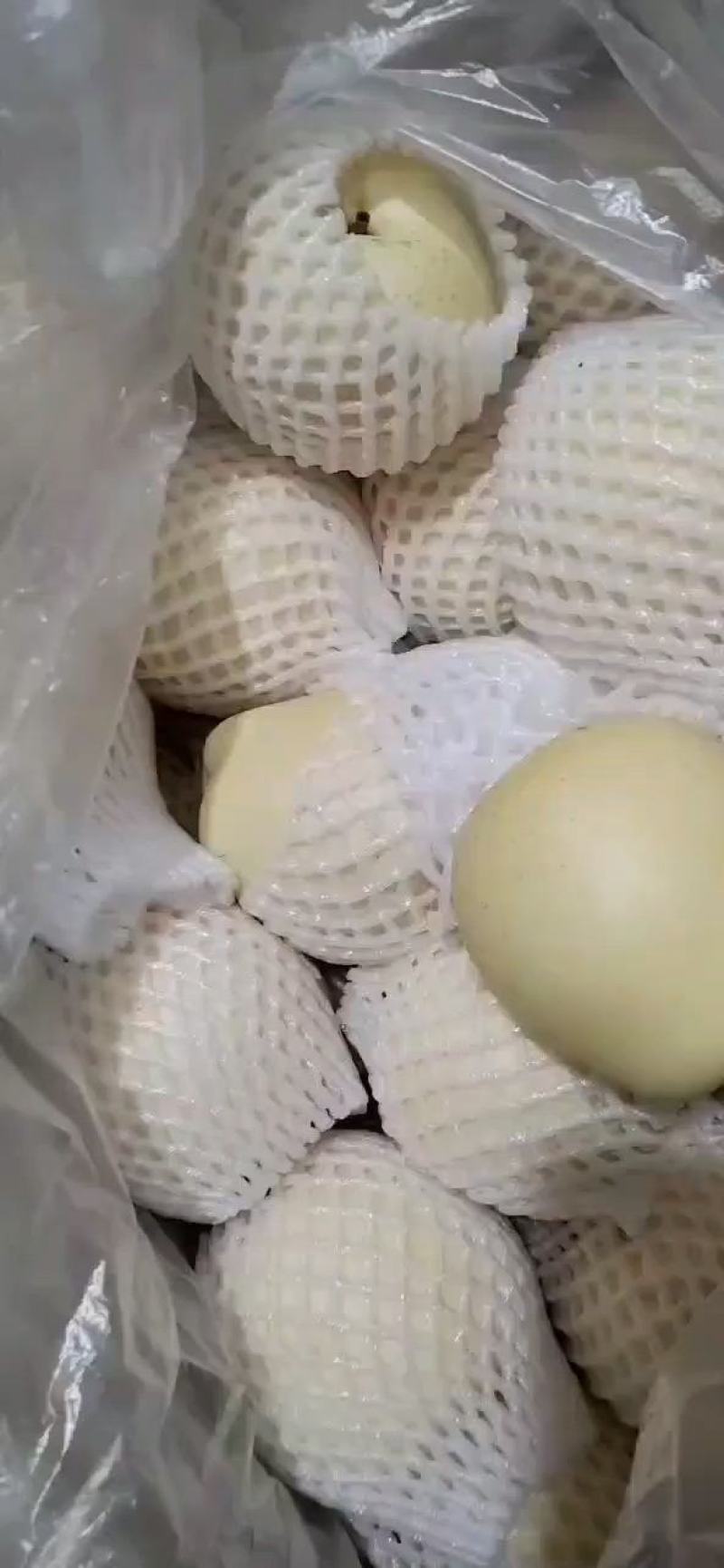 皇冠梨大量上市产地直供价格便宜，冷库货，欢迎光临