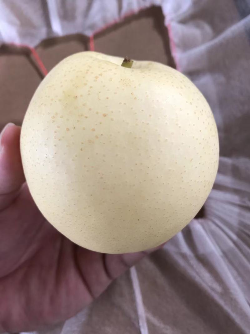皇冠梨大量上市产地直供价格便宜，冷库货，欢迎光临