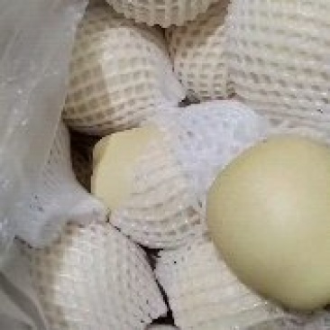 皇冠梨大量上市产地直供价格便宜，冷库货，欢迎光临
