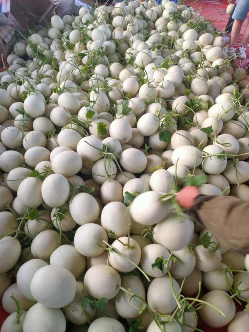 山东甜瓜冰清玉菇甜瓜软糯可口，万亩产地，整车代发商超
