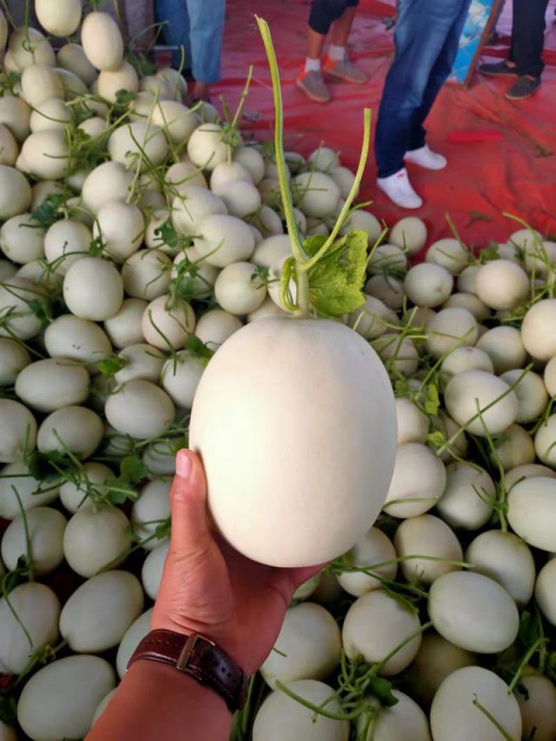 山东甜瓜冰清玉菇甜瓜软糯可口，万亩产地，整车代发商超