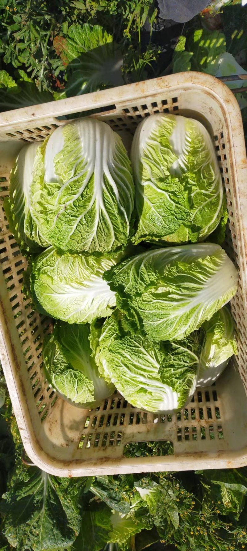 大白菜2-3公斤红土高原，红土地大白菜