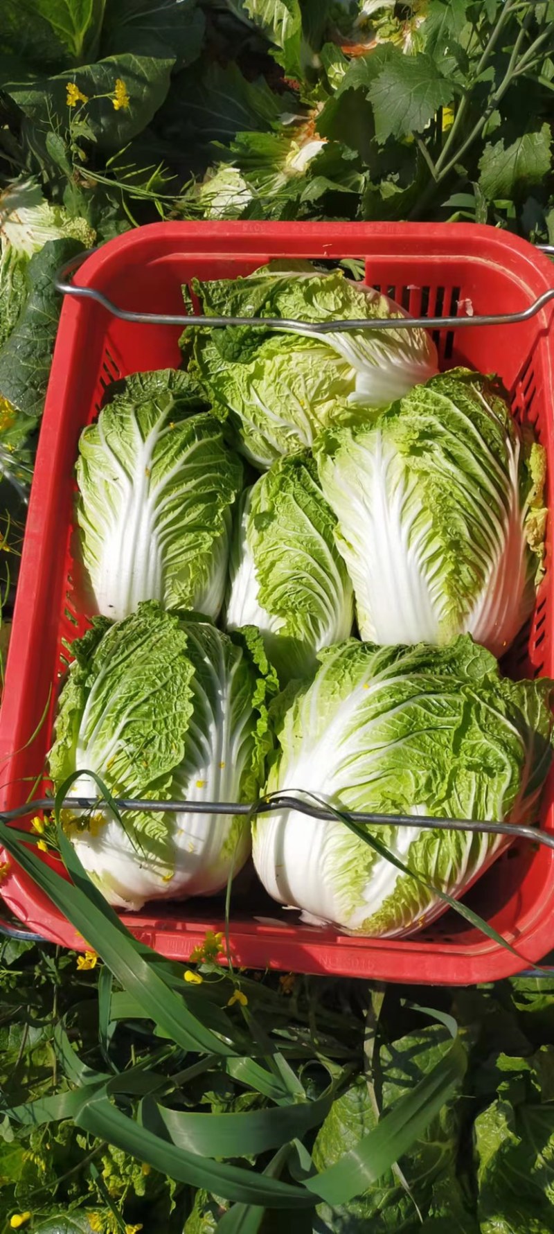 大白菜2-3公斤红土高原，红土地大白菜