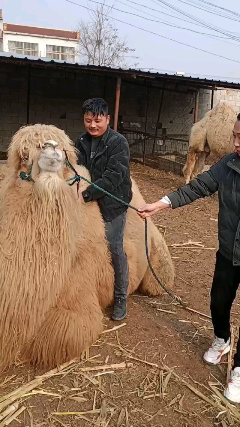 骑乘大骆驼产奶骆驼半大骆驼骆驼崽景区个人均可养大量出