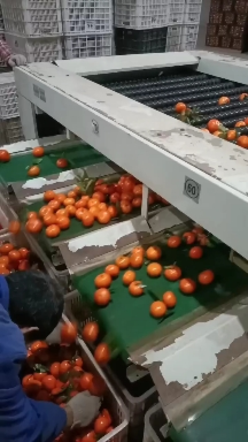 需要默科特三月桔的老板抓紧下单了