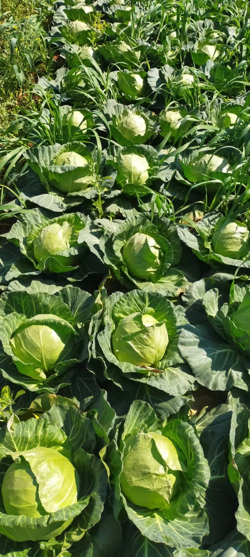 甘蓝产地直供甘蓝小铁头圆包菜1~2公斤精品
