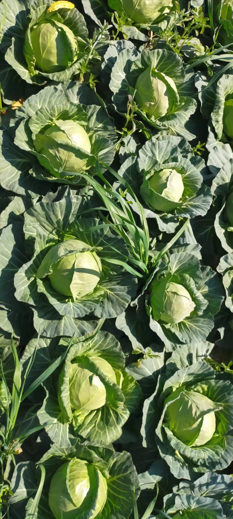 甘蓝产地直供甘蓝小铁头圆包菜1~2公斤精品
