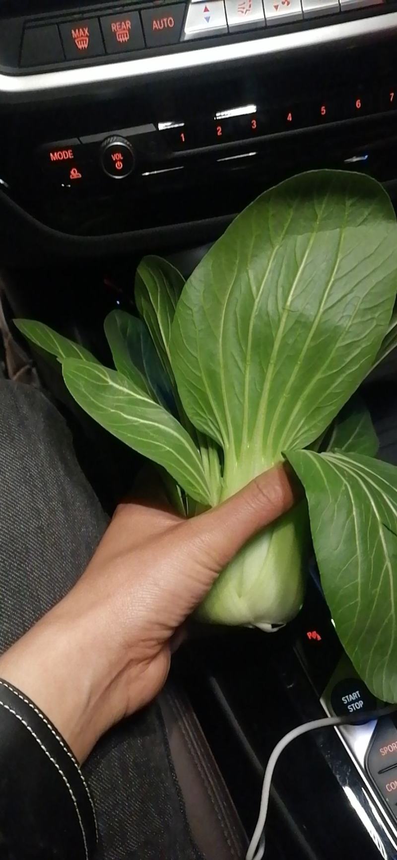 食品加工菜精品上海青大菜，现挖现发，住宿装车一条龙服务