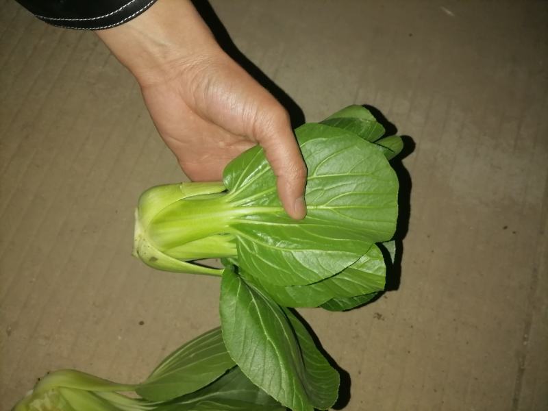 食品加工菜精品上海青大菜，现挖现发，住宿装车一条龙服务