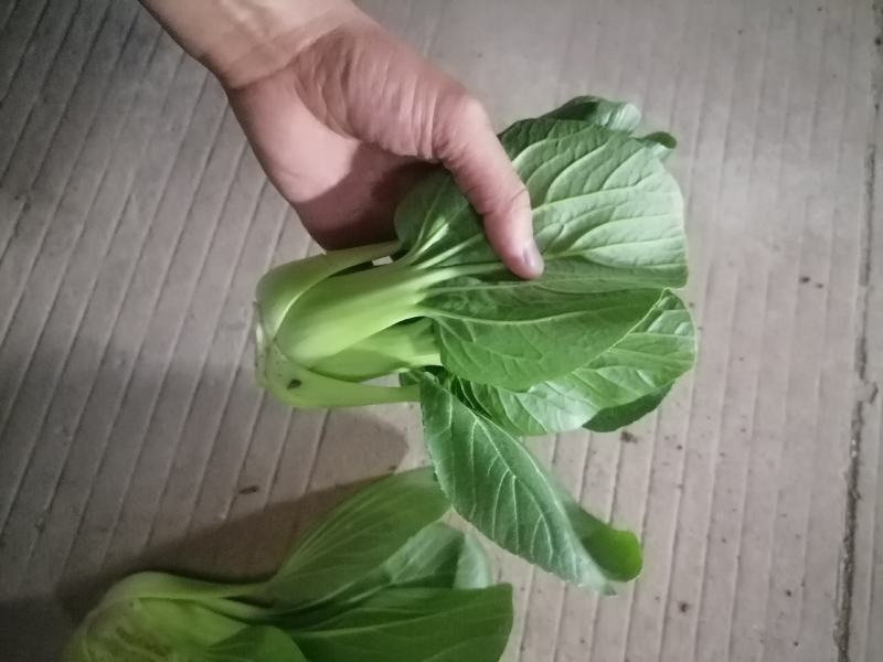 食品加工菜精品上海青大菜，现挖现发，住宿装车一条龙服务