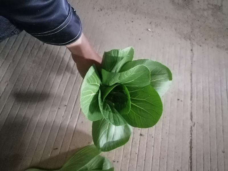 食品加工菜精品上海青大菜，现挖现发，住宿装车一条龙服务