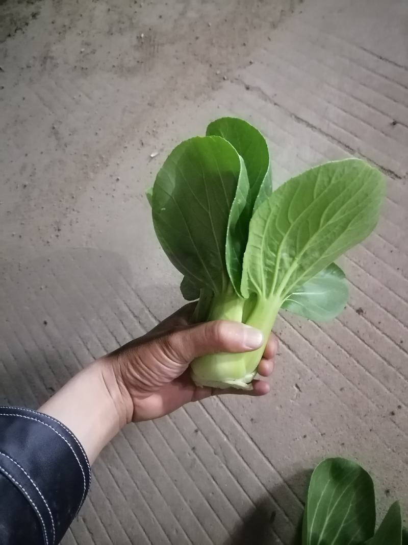 食品加工菜精品上海青大菜，现挖现发，住宿装车一条龙服务