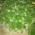 食品加工菜精品上海青大菜，现挖现发，住宿装车一条龙服务