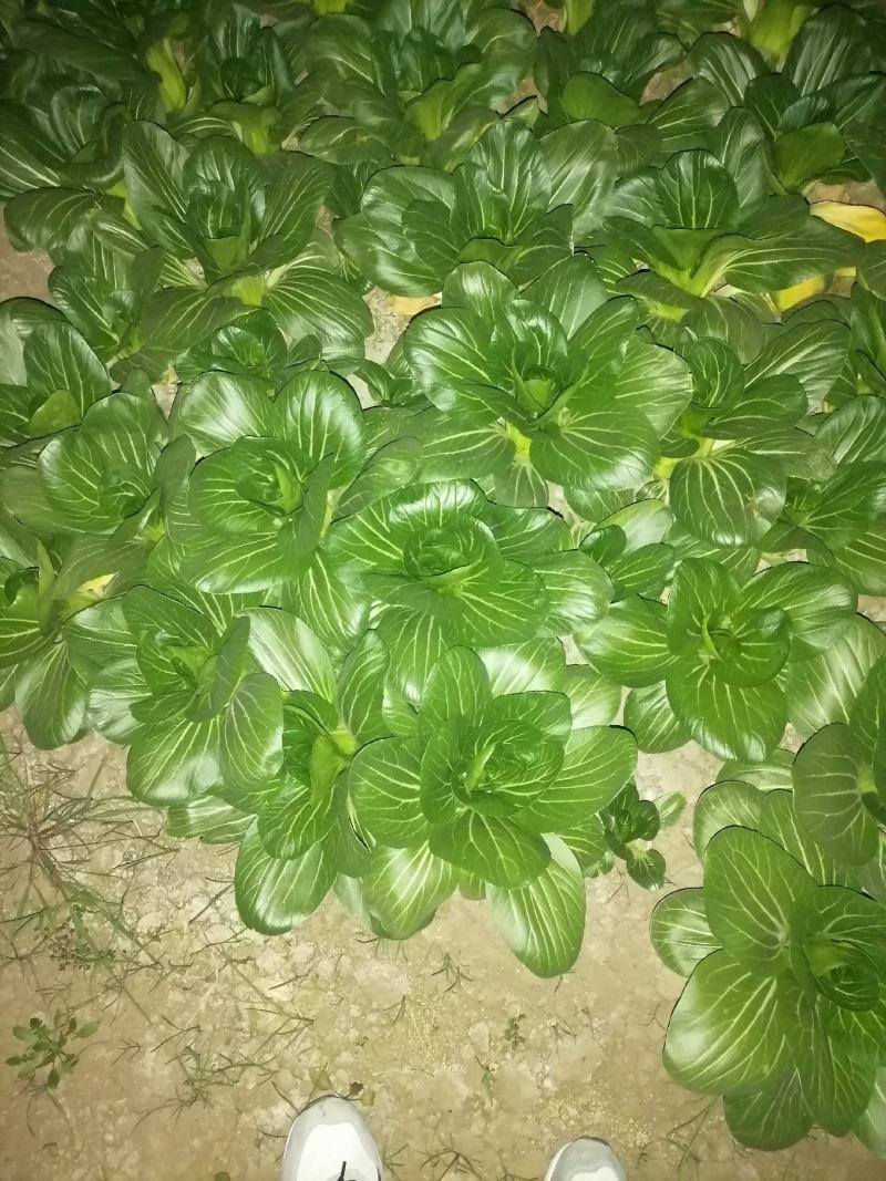 食品加工菜精品上海青大菜，现挖现发，住宿装车一条龙服务