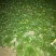 食品加工菜精品上海青大菜，现挖现发，住宿装车一条龙服务