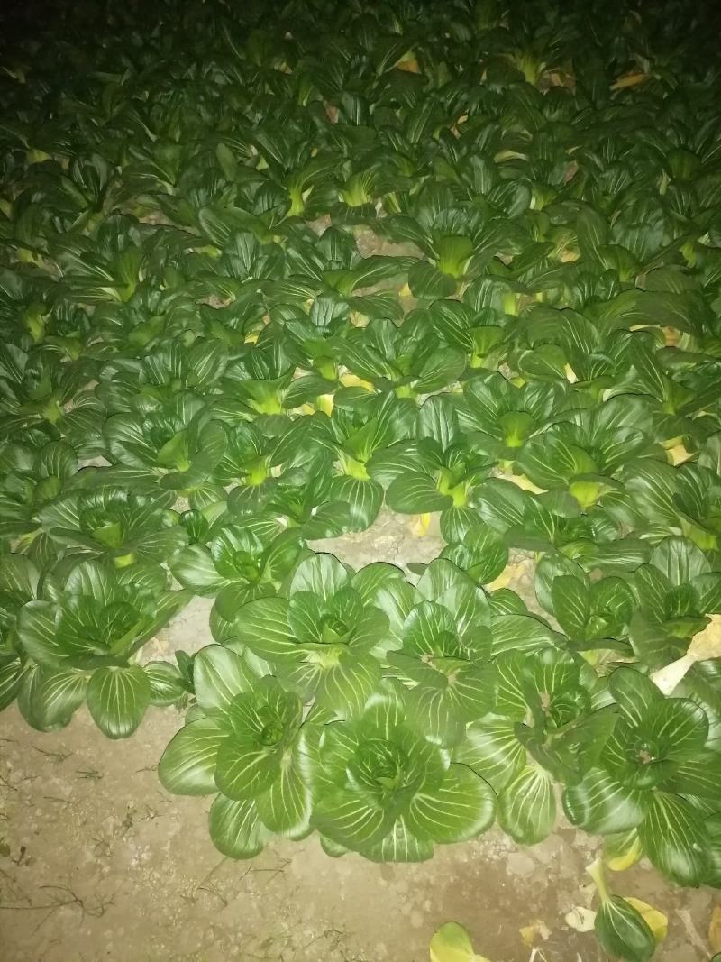 食品加工菜精品上海青大菜，现挖现发，住宿装车一条龙服务
