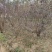 梅花产地直销美人梅规格5-15公分货源充足