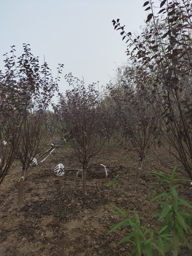 梅花产地直销美人梅规格5-15公分货源充足