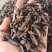 中药材香附片～质量保证～量大从优～货源充足