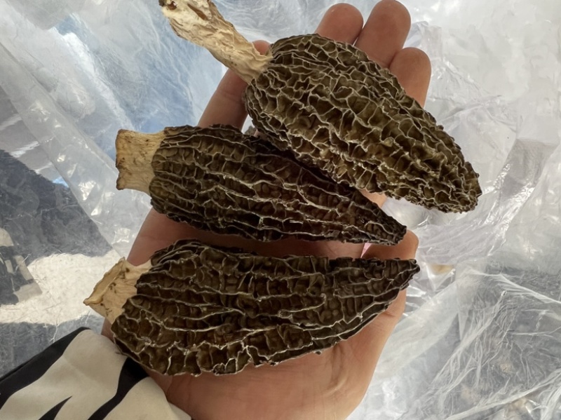 2025年7-9公分羊肚菌干货物流头茬厚肉特级羊肚菌