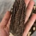 2025年7-9公分羊肚菌干货物流头茬厚肉特级羊肚菌